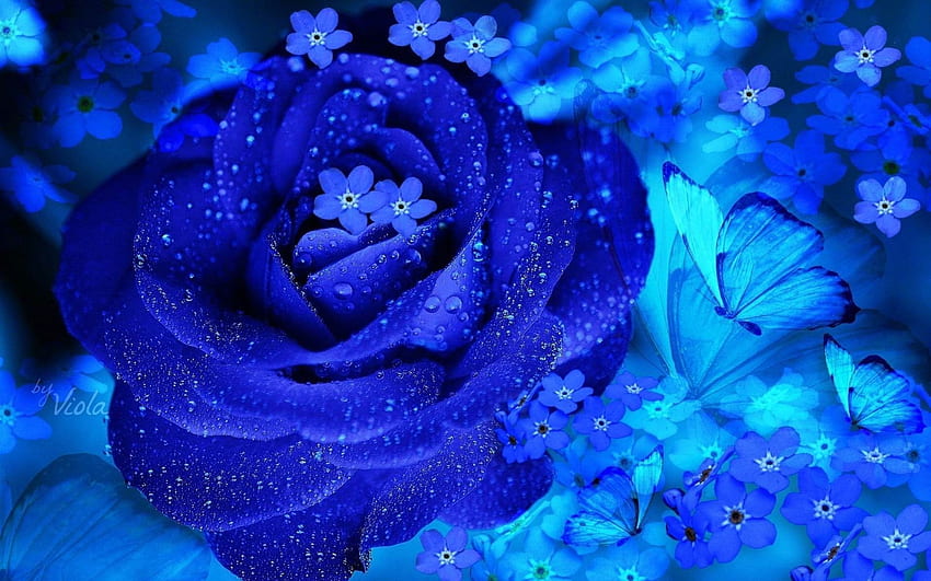 Piękna niebieska róża 2014 wysokiej jakości, niebieski kwiat róży i niebieski nie zapomnij o mnie Fl. Niebieski kwiat, różowe kwiaty, piękne kwiaty róży, niebieski ogród różany Tapeta HD