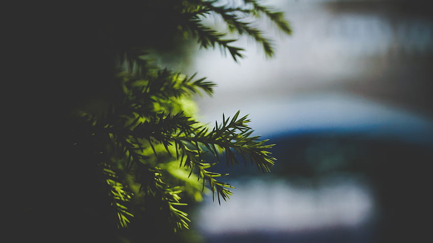 Nature, Needle, Blur, Smooth, Branch, Spruce, Fir HD wallpaper