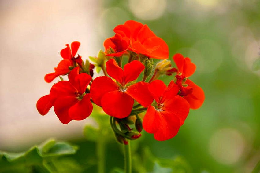 Flores rojas, hermoso, flores, , rojo fondo de pantalla