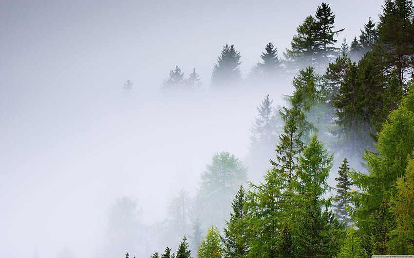 Conifer Forest, Mist, Rainy Day Ultra Background for U TV : & UltraWide & Laptop : Multi Display, Dual Monitor : Tablet : Smartphone, Rain Trees HD wallpaper