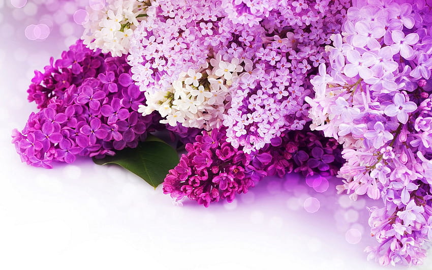 Pink And Purple Flowers Background Mock Up HD wallpaper