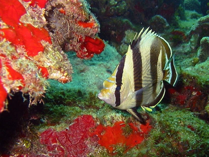 Farfalla fasciata di pesce, barriere coralline, pesce Sfondo HD