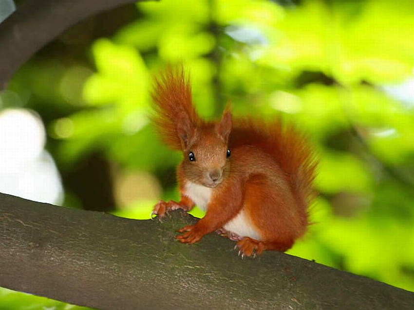 Little Red Squirrel, , red, cool, little, squirrel HD wallpaper