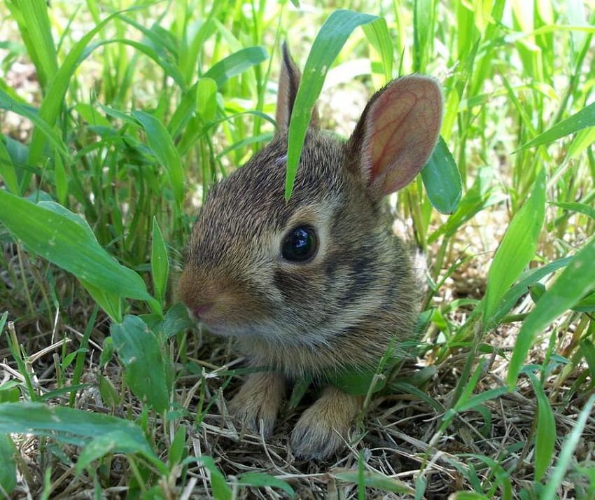 little baby bunny, bunny, baby, easter, grass, little HD wallpaper