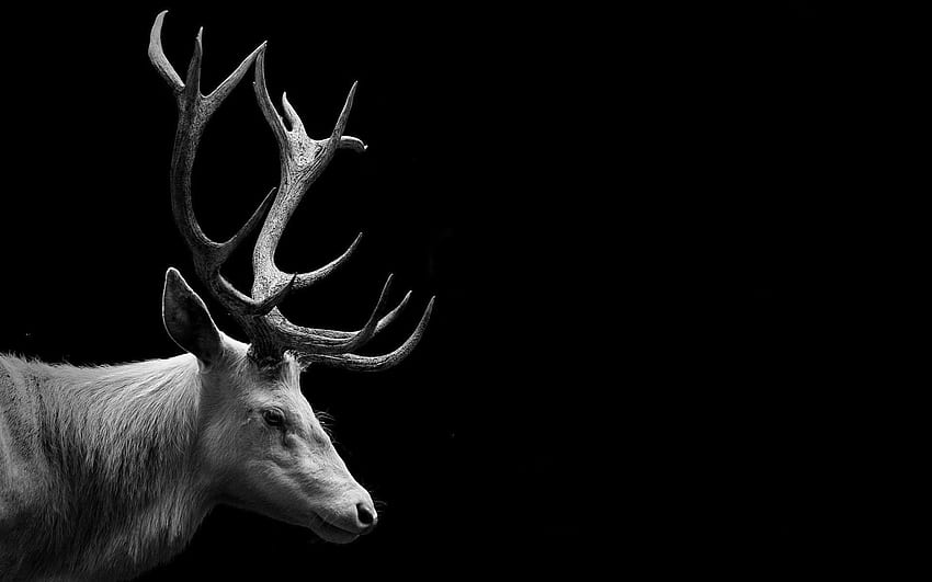 Red Deer Skull, Dark Deer HD wallpaper