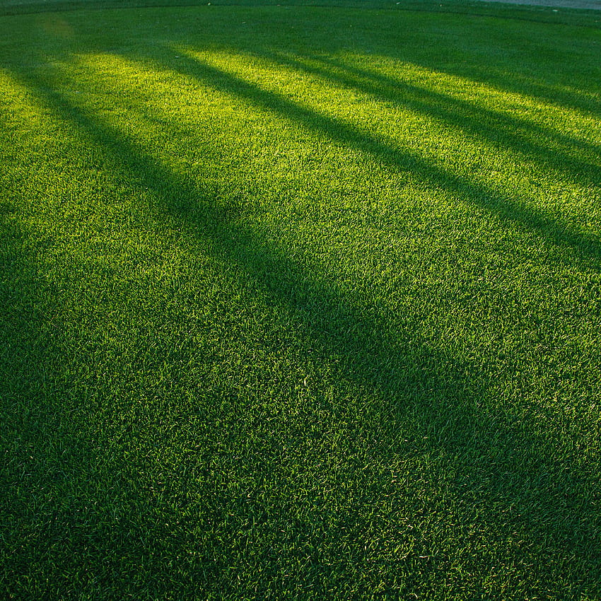 아이패드 . 잔디 잔디 햇빛 녹색 패턴 HD 전화 배경 화면