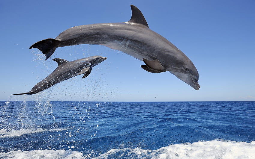 animales, delfines fondo de pantalla