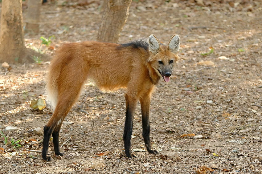 maned wolf, dog, canine, maned, wolf HD wallpaper