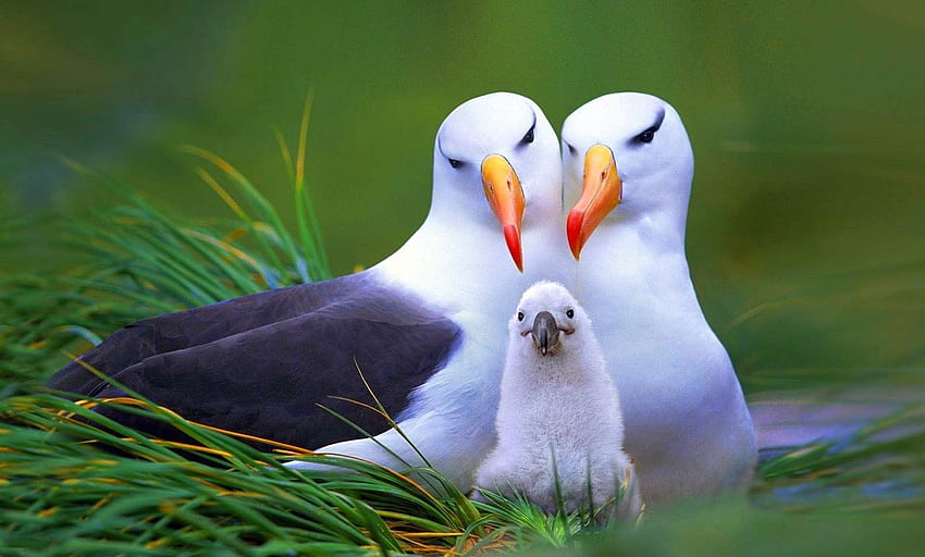 Birds - Cute Baby . Animals beautiful, Most beautiful animals, Most beautiful birds HD wallpaper