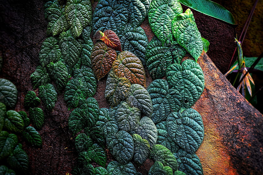Alam, Daun, Tumbuhan, Tropis, Bermotif Wallpaper HD