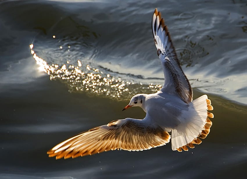 Fly over the Ocean, gull, bird, water, sun, ocean HD wallpaper