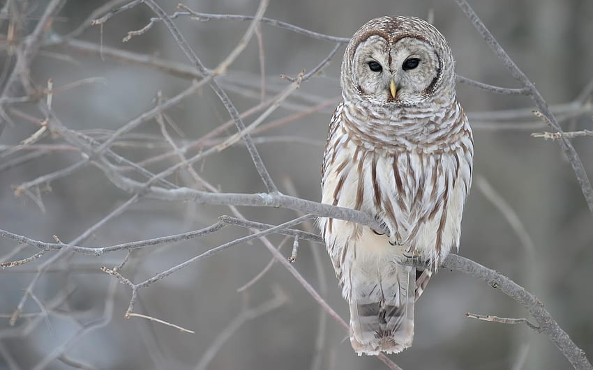 My Future and Your Future Harry Potter Love Story ON HOLD!!!! FF, Cute Winter Owl HD wallpaper