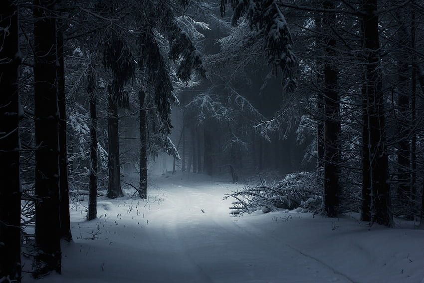 pareti, foresta invernale in bianco e nero Sfondo HD