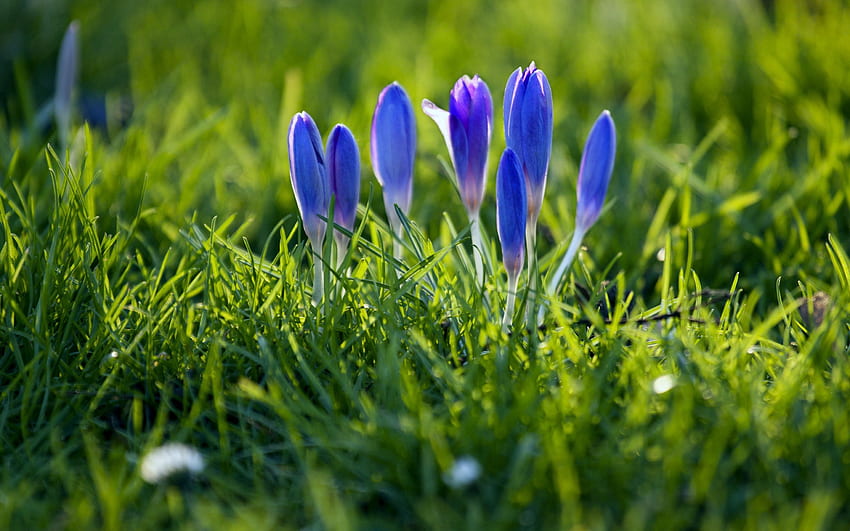 ฤดูใบไม้ผลิ ดอกไม้ หยาดหิมะ พืช วอลล์เปเปอร์ HD