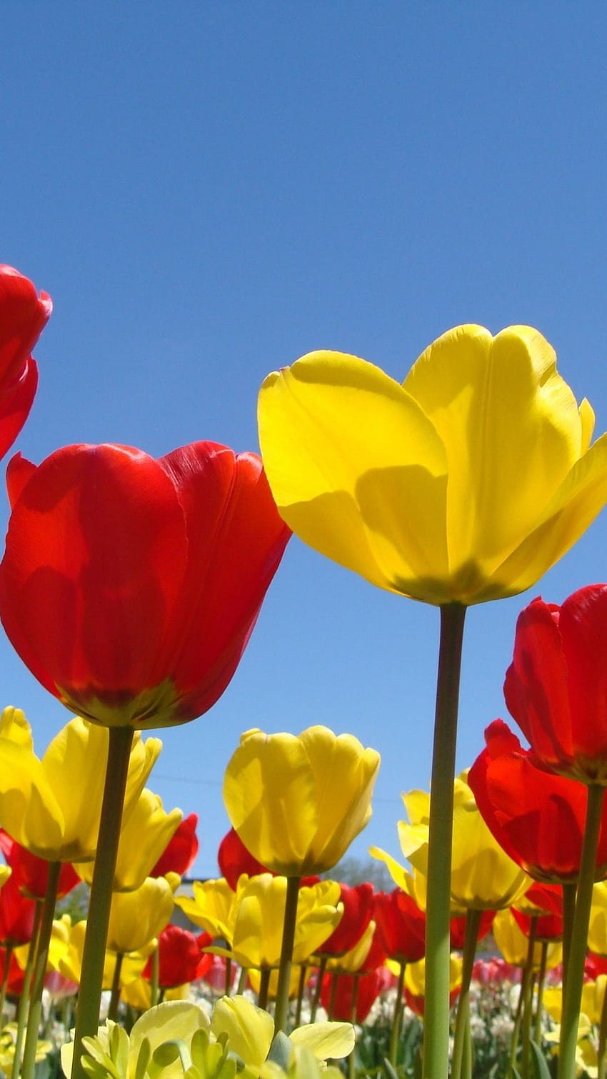 Para iPhone Hermosas Flores (Página 4), Flores Azules de Primavera fondo de  pantalla del teléfono | Pxfuel