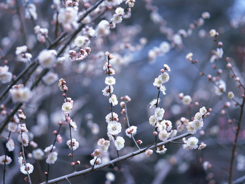 Natura giapponese, natura, fiori, paesaggio Sfondo HD