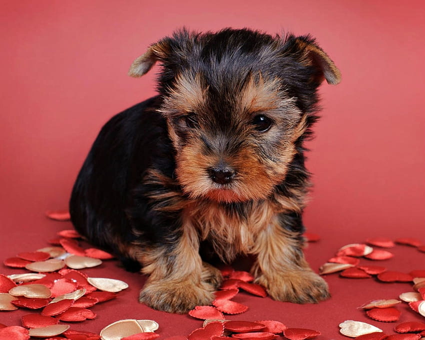 Yorkshire Terrier, köpek, tatlı, hayvan, şirin, sevgililer günü, köpek yavrusu, kırmızı, kalp HD duvar kağıdı