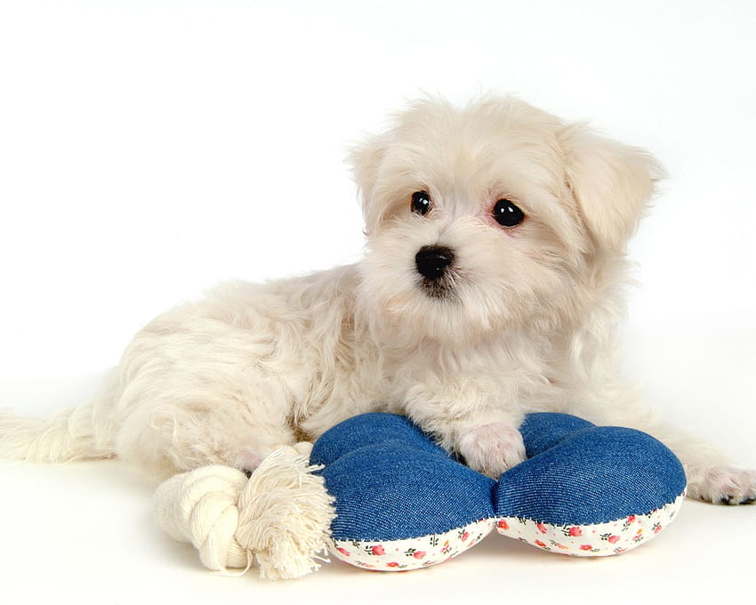 Puppy Dog yang cantik, anak anjing kecil yang lucu, binatang Wallpaper HD
