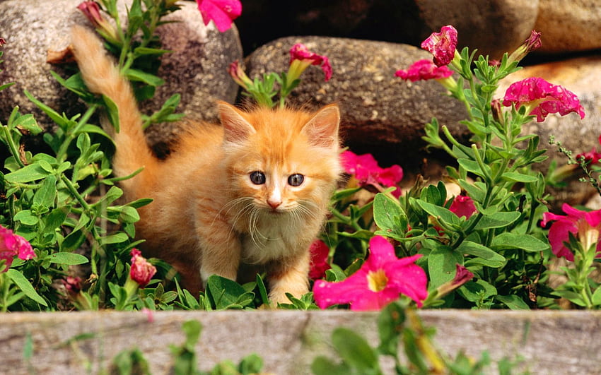 Tiere, Blumen, Gras, Kitty, Kätzchen, Kind, Tot, Neugier HD-Hintergrundbild