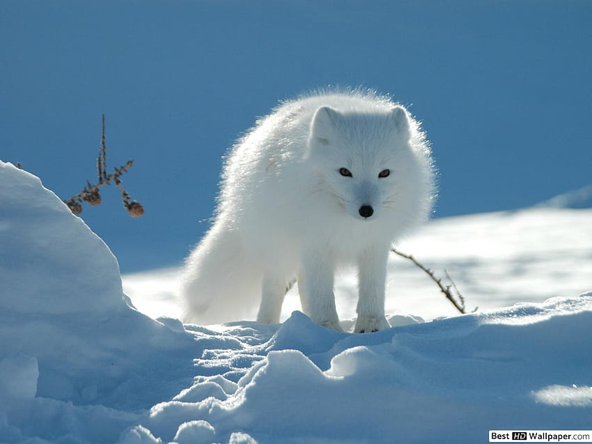 White Arctic fox, Cute Snow Fox HD wallpaper