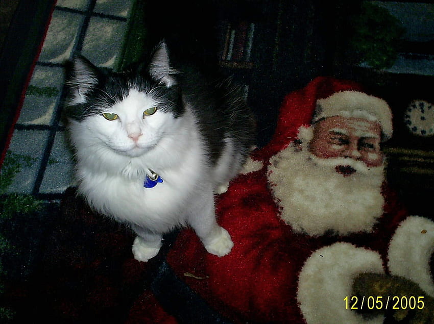 JESTER AND SANTA, cats, holidays, christmas, santa HD wallpaper