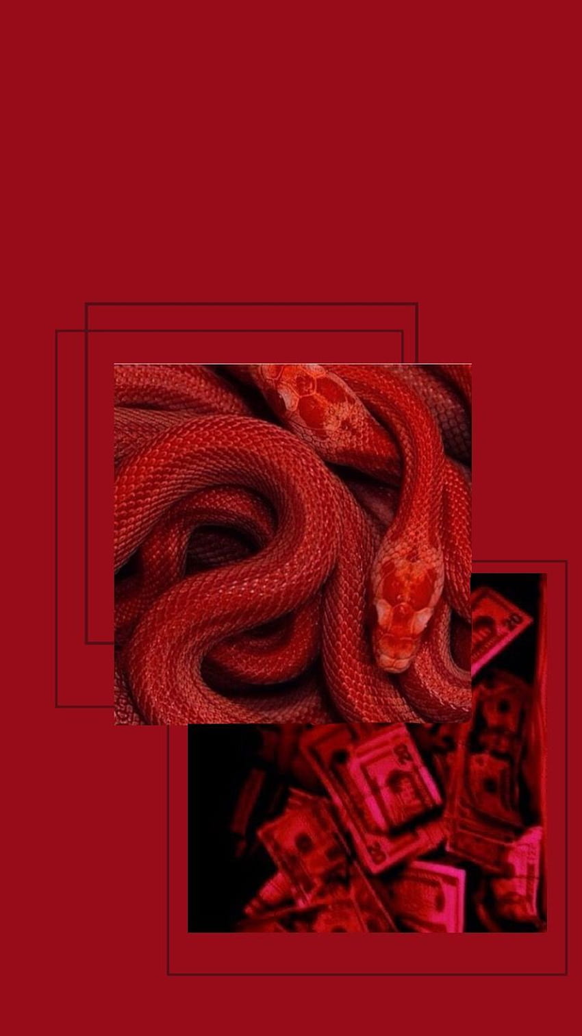붉은 뱀 미학, 뱀 ​​꽃 HD 전화 배경 화면