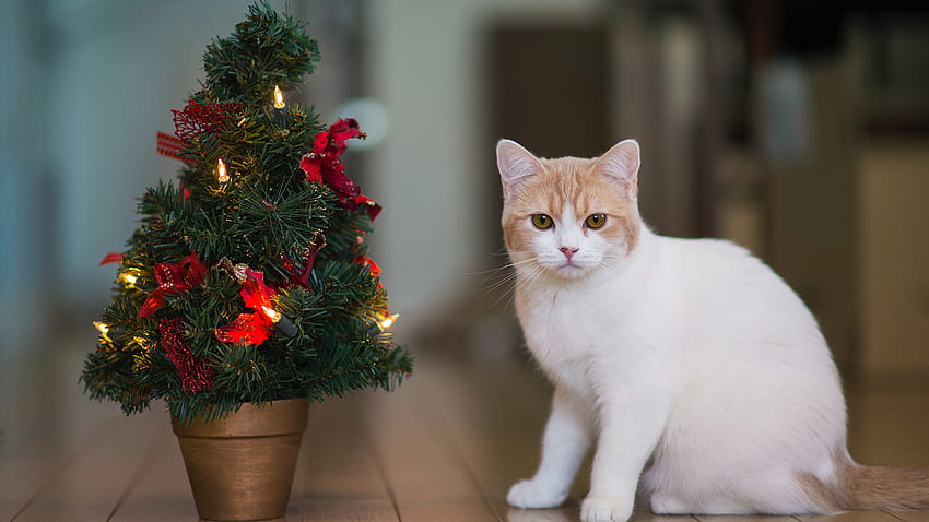 White Brown Cat Is Sitting On Wood Floor Near Small Decorated Christmas Tree Cute Cat HD wallpaper