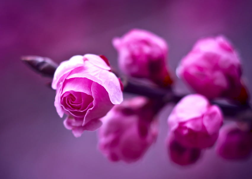 *** Flores em botão ***, rozowe, natura, paczki, kwiaty papel de parede HD