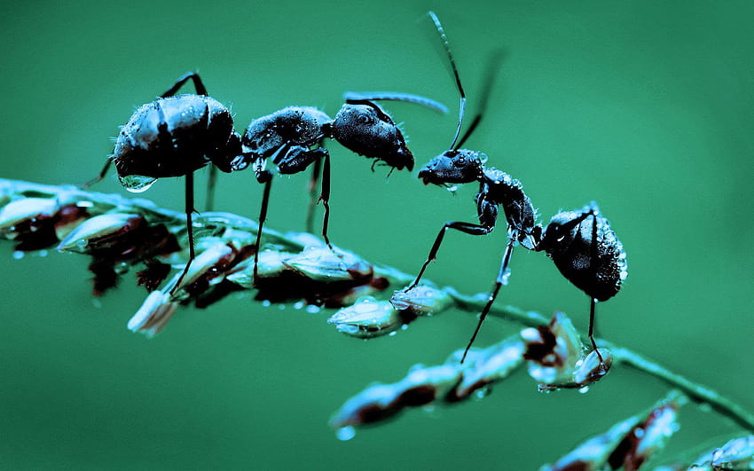 350 Ant Pictures  Download Free Images on Unsplash