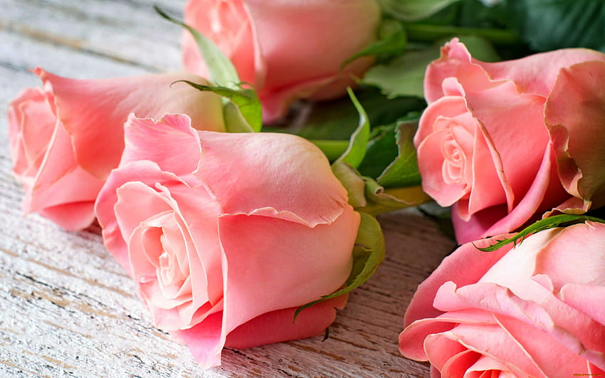 Pink roses background, bouquet, roses, beautiful, fragrance, background, pink, leaves, pretty, petals, flowers, scent, lovely HD wallpaper