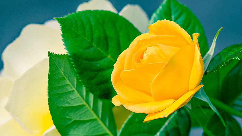Home Flowers Yellow Rose [] for your , Mobile & Tablet. Explore The Yellow  . The Yellow Story, The Yellow HD wallpaper | Pxfuel