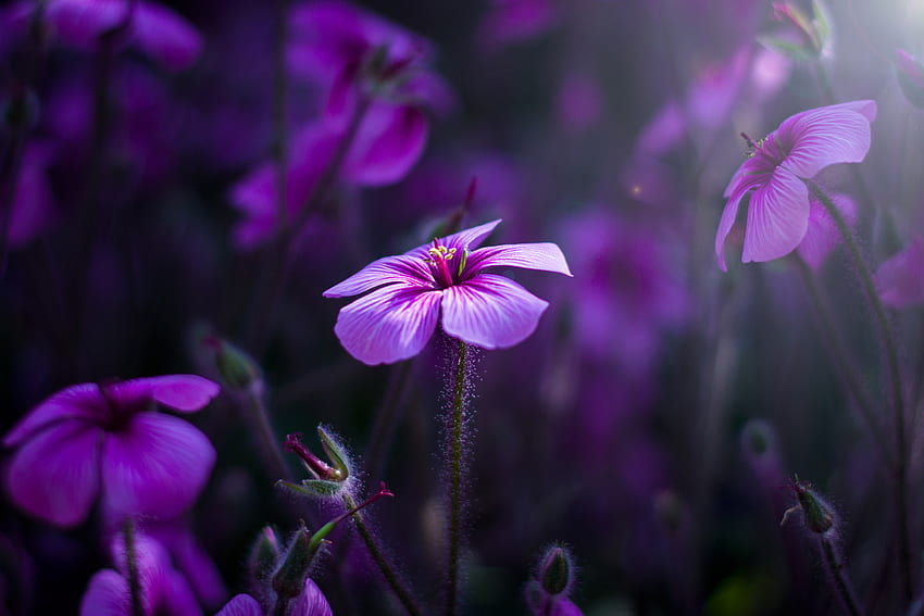 Purple Flowers Laptop Full , , Background, and HD wallpaper