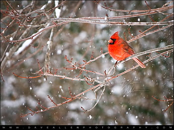 cardinal in snow background
