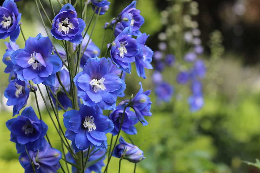 Blue Delphinium Varieties And How To Grow Them – Home For The Harvest HD wallpaper