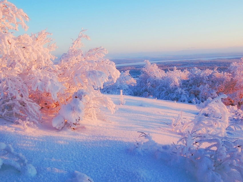 Merah muda beku, musim dingin, merah muda, sinar matahari, salju, dingin, rona Wallpaper HD