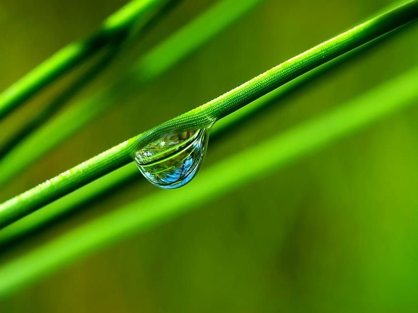 nature 00094 lightbox.jpg, dewdrop, grass droplet, waterbead HD wallpaper
