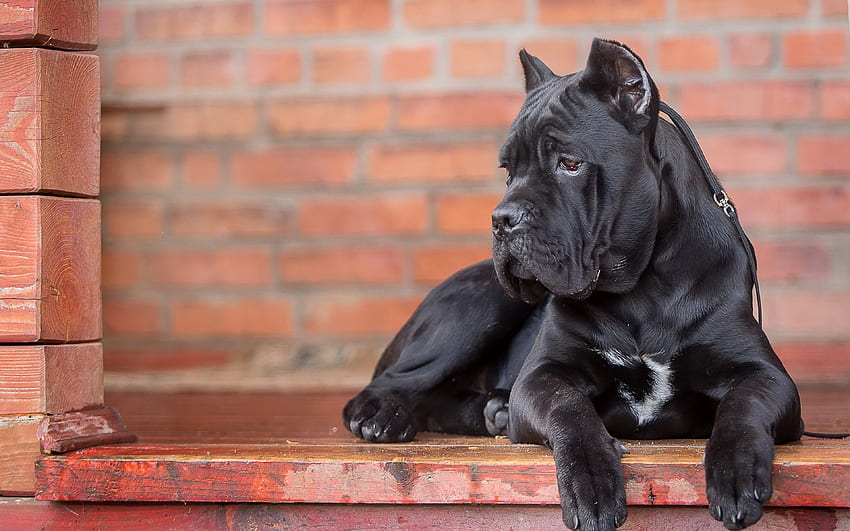 Cane Corso, , großer schwarzer Hund, Haustiere, süße Tiere, Hunde für mit Auflösung . Gute Qualität HD-Hintergrundbild