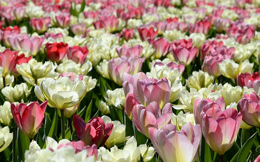 Bunga, Tulip, Petak Bunga, Petak Bunga, Dibubarkan, Longgar, Cerah Wallpaper HD