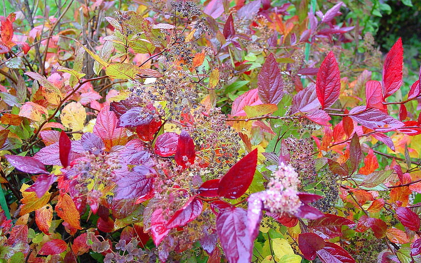 Есенни цветове, цветове, есен, листо, природа, гора HD тапет