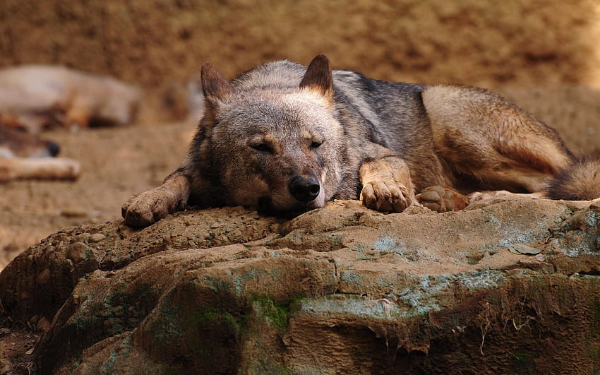 Animals, Rock, To Lie Down, Lie, Relaxation, Rest, Stone, Wolf HD wallpaper