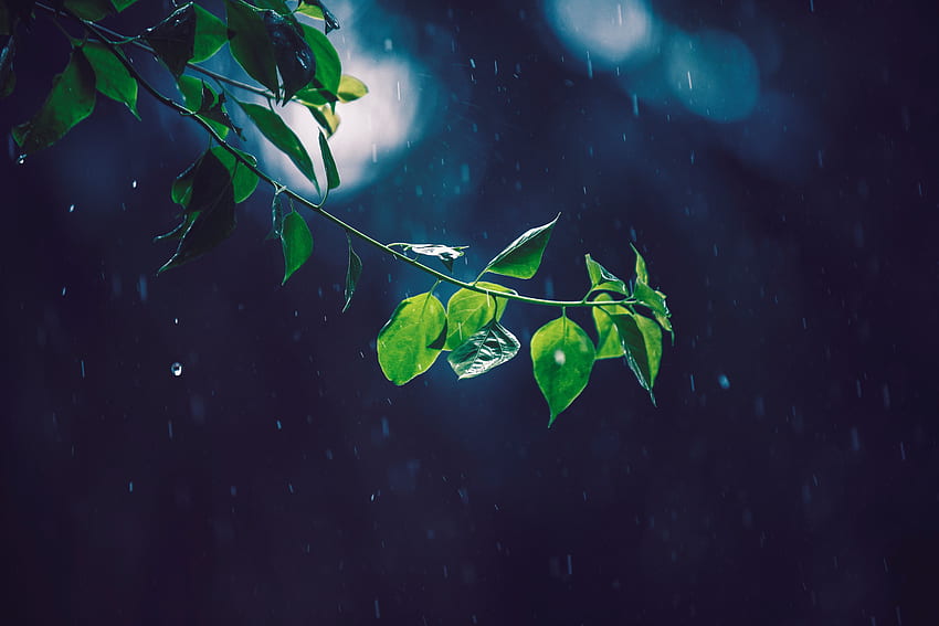 Leaves, Rain, Macro, Glare, Branch HD wallpaper