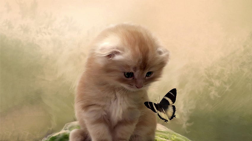 Butterflies Flutter Kitten , - Cat And Butterfly, Winter Kitten HD wallpaper