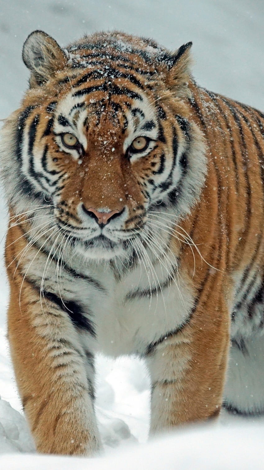 Tiger, Snow, Big Cats, Predator, Wild, Walking HD phone wallpaper