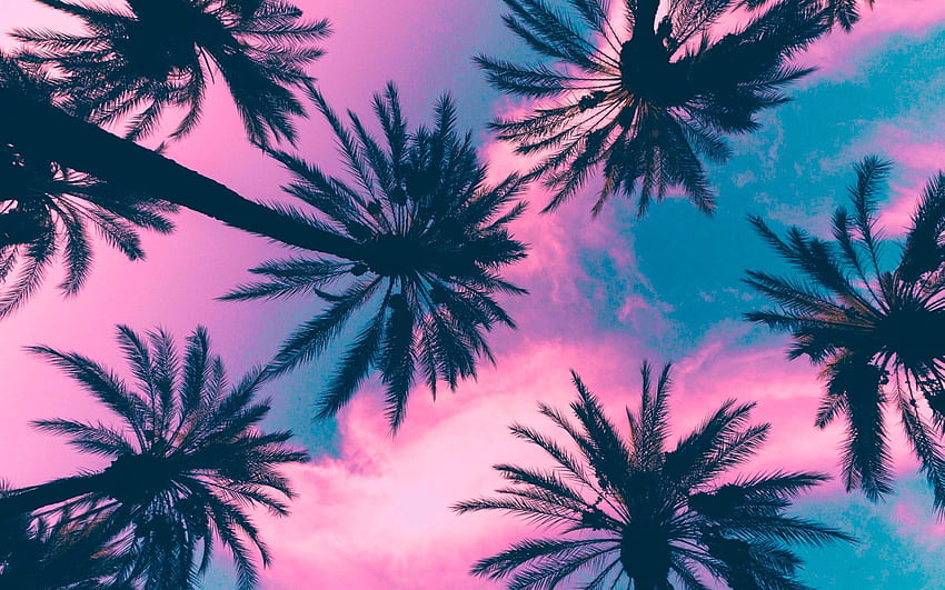 Planta de coco, palmeras, cielo, nubes, rosa, clima tropical • Para ti Lo mejor para y móvil • Naturaleza fondo de pantalla