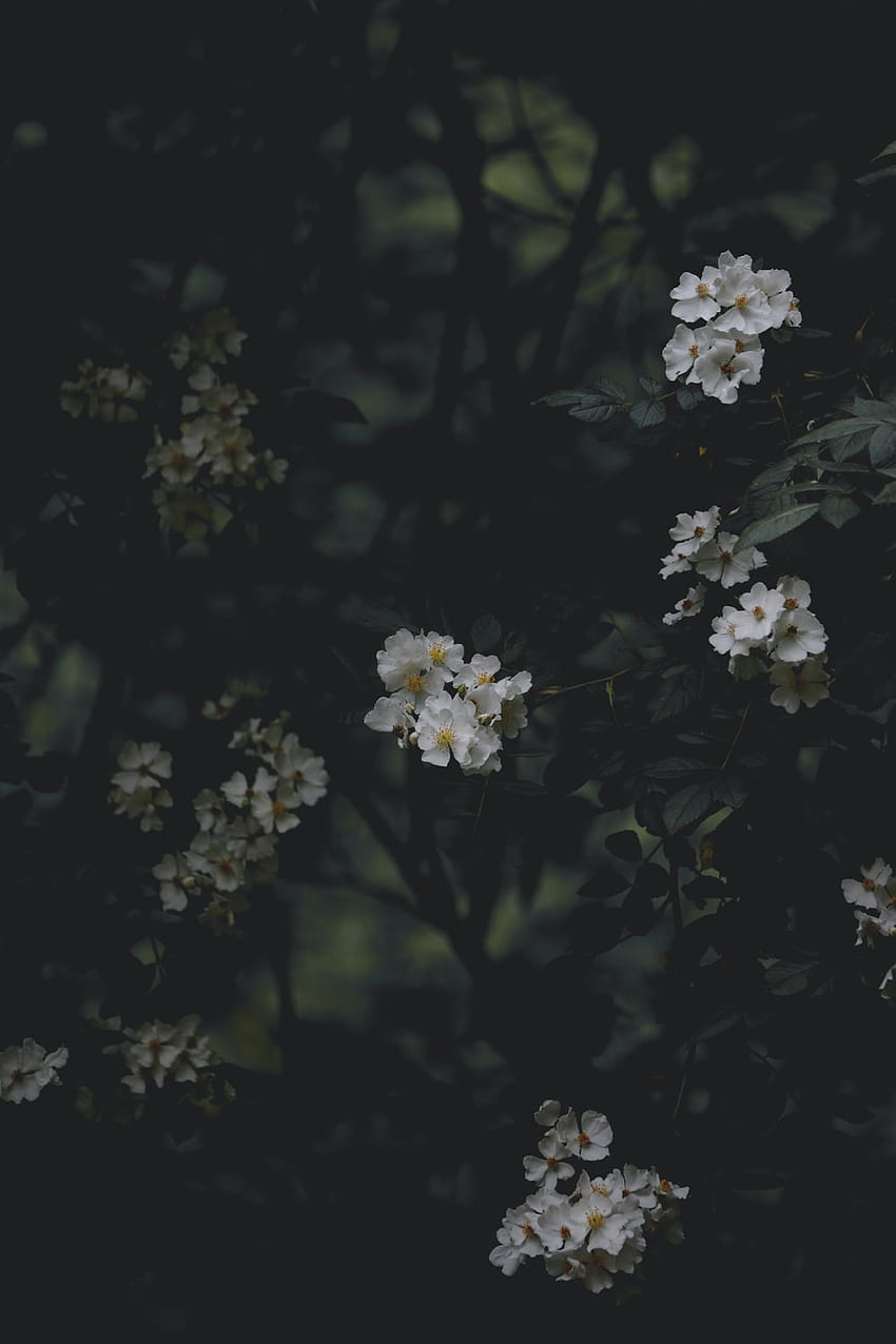 Ciemny kwiatowy, ciemna wiosna Tapeta na telefon HD