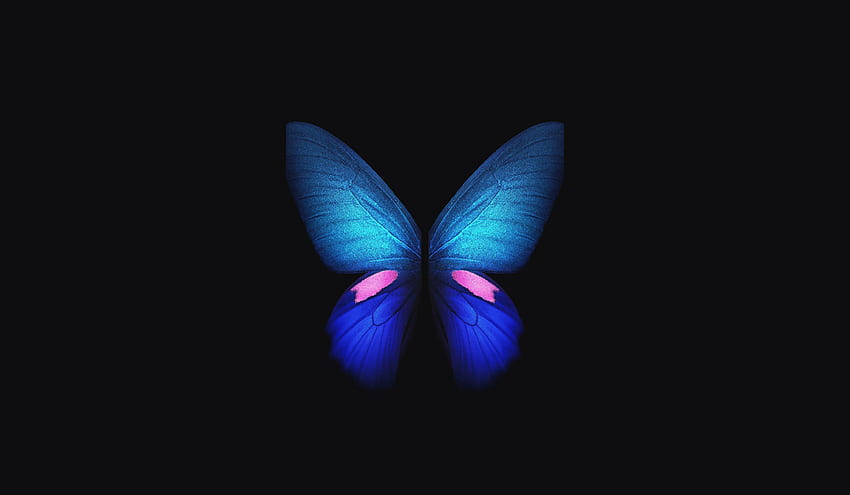 Samsung Galaxy Fold, azul, mariposa, stock, mariposa oscura fondo de pantalla