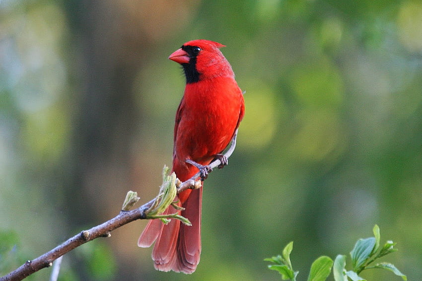 red cardinal, branch, bird, cardinal, red HD wallpaper