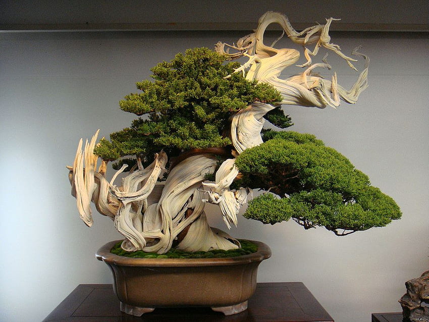 The World's Best of bonsai and - Flickr Hive Mind, Zen Bonsai HD wallpaper