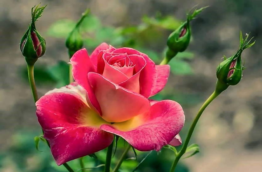 Rosa única con capullos, gráfico, floral, hermoso, romance, belleza, ancha, flor, amor, rosa fondo de pantalla