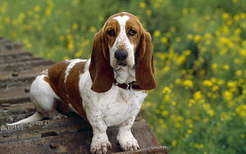 are american foxhound hypoallergenic